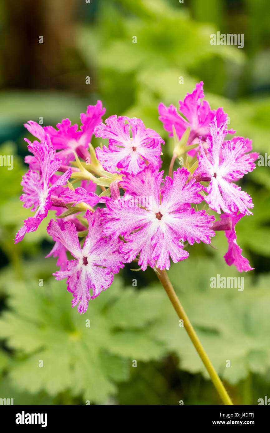 Close up of the white speckled pink flowers of the asiatic primrose, Primula sieboldii 'Duane's Choice' Stock Photo