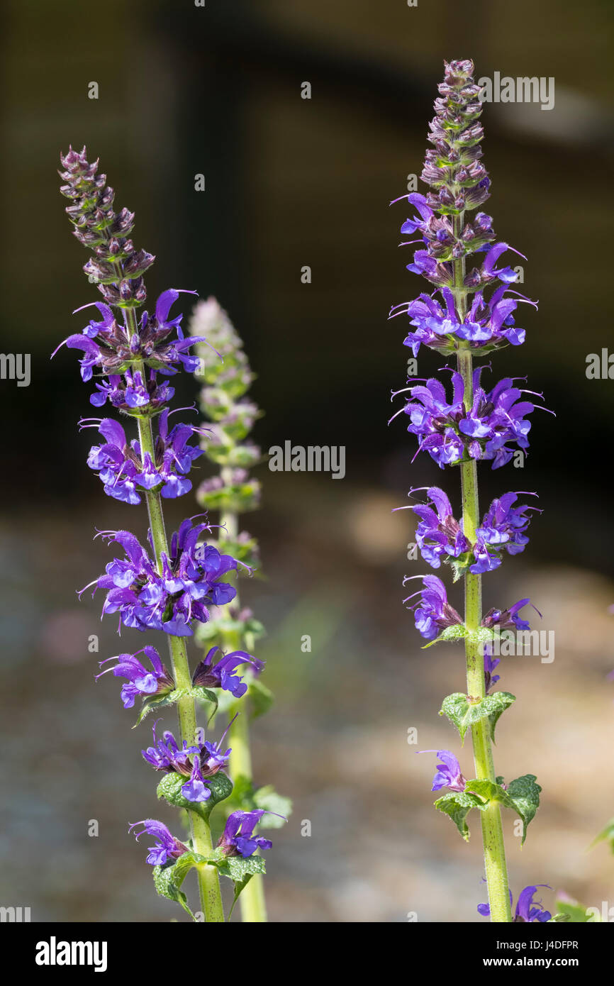 Upright spikes of hooded blue-purple flowers of the wood sage, Salvia × sylvestris 'Mainacht' Stock Photo