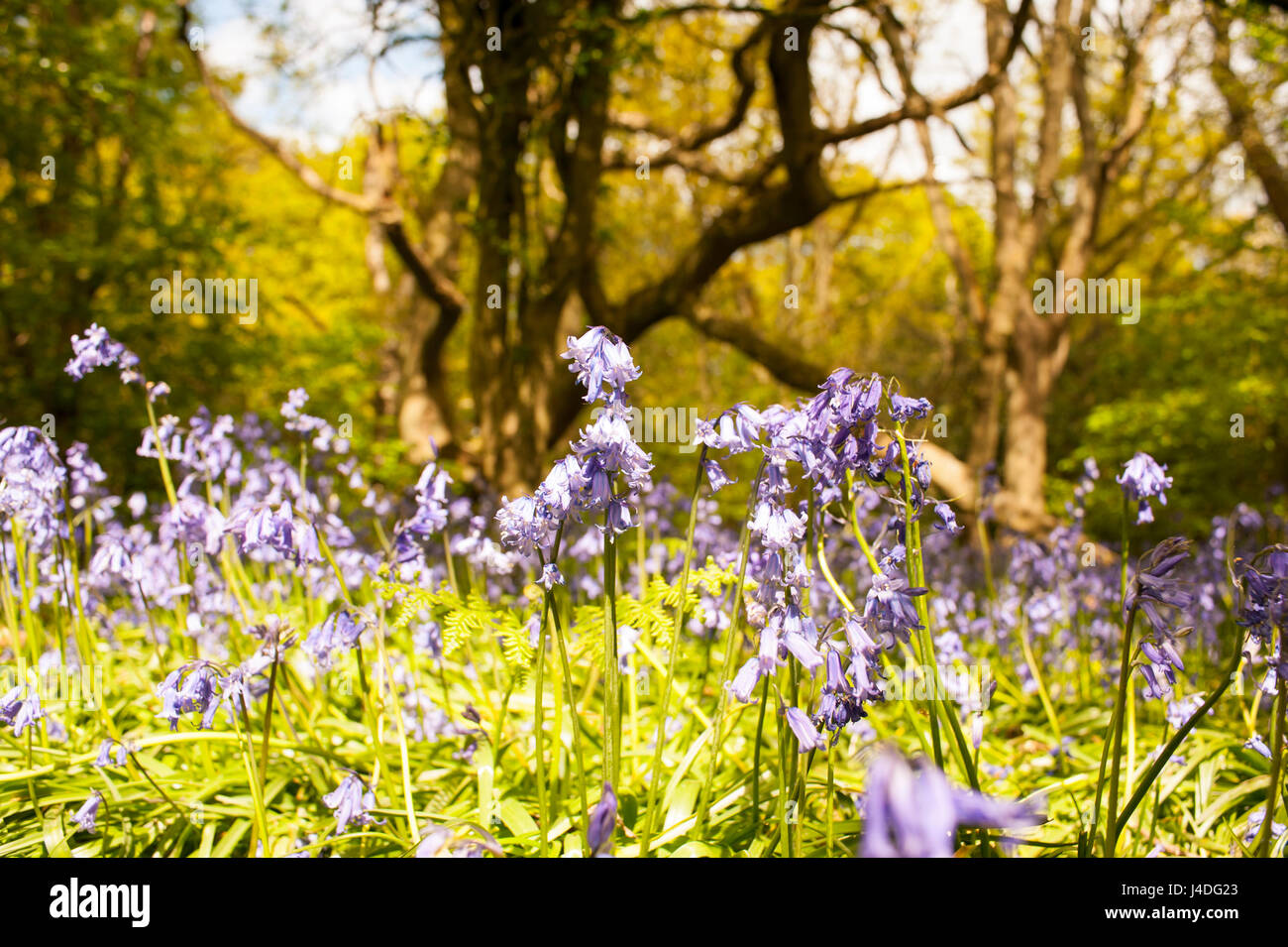Woodland plantlife hi-res stock photography and images - Alamy