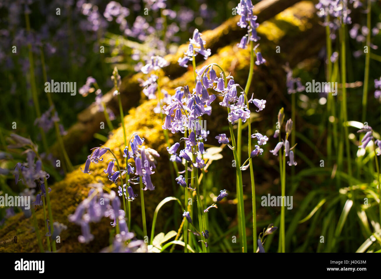 Woodland plantlife hi-res stock photography and images - Alamy