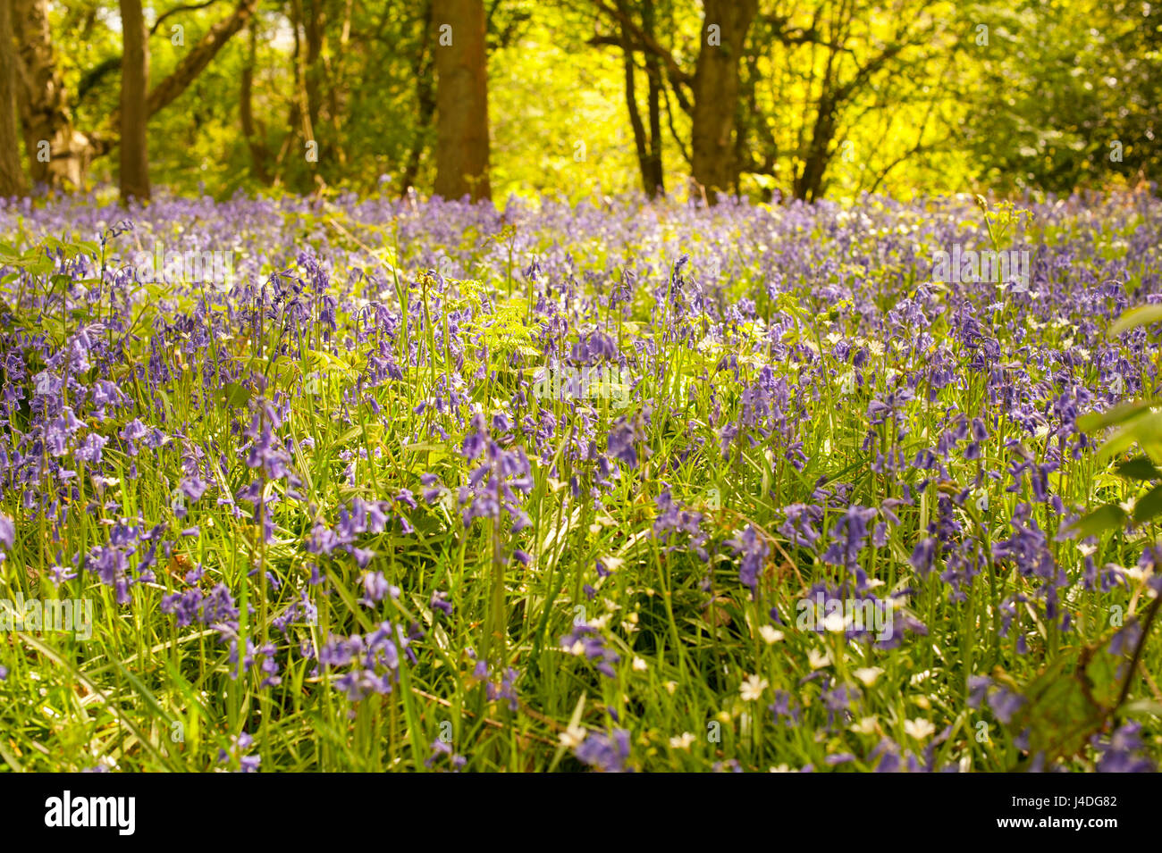 Woodland plantlife hi-res stock photography and images - Alamy