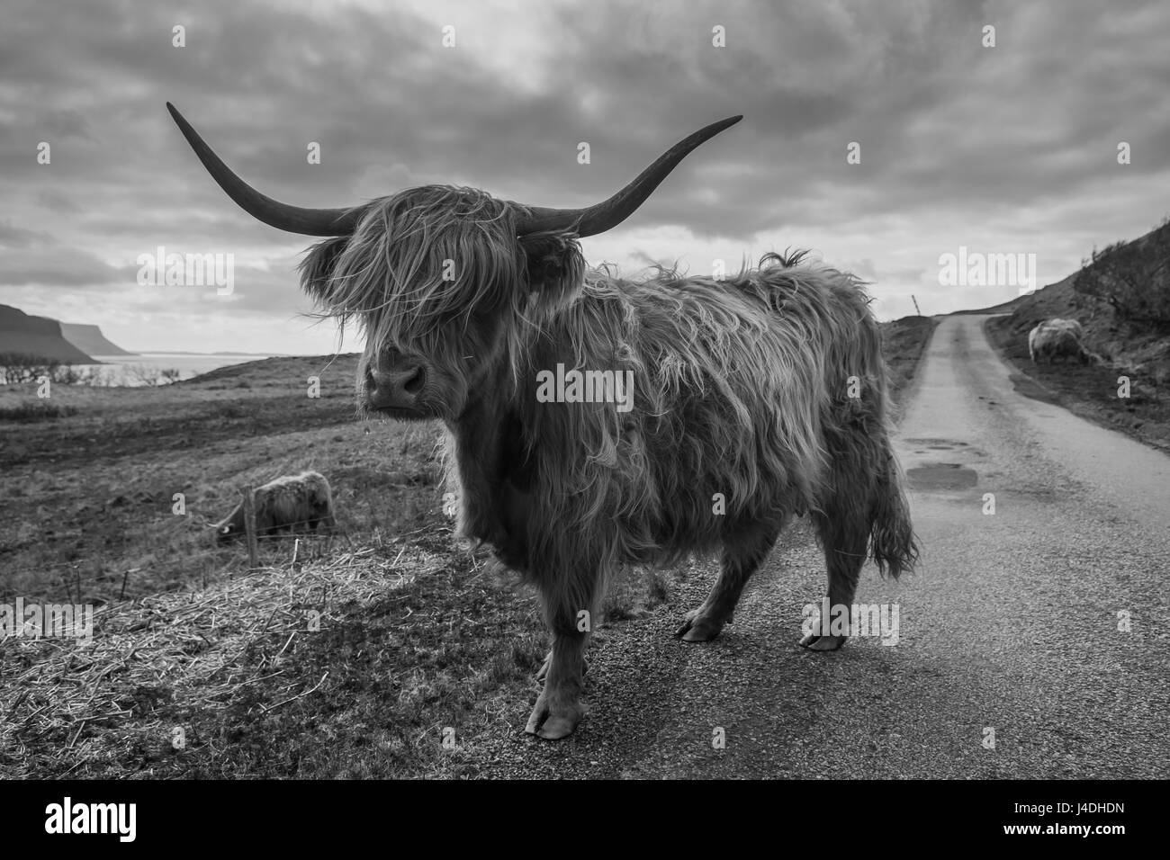 Highland cow Black and White Stock Photos & Images - Alamy