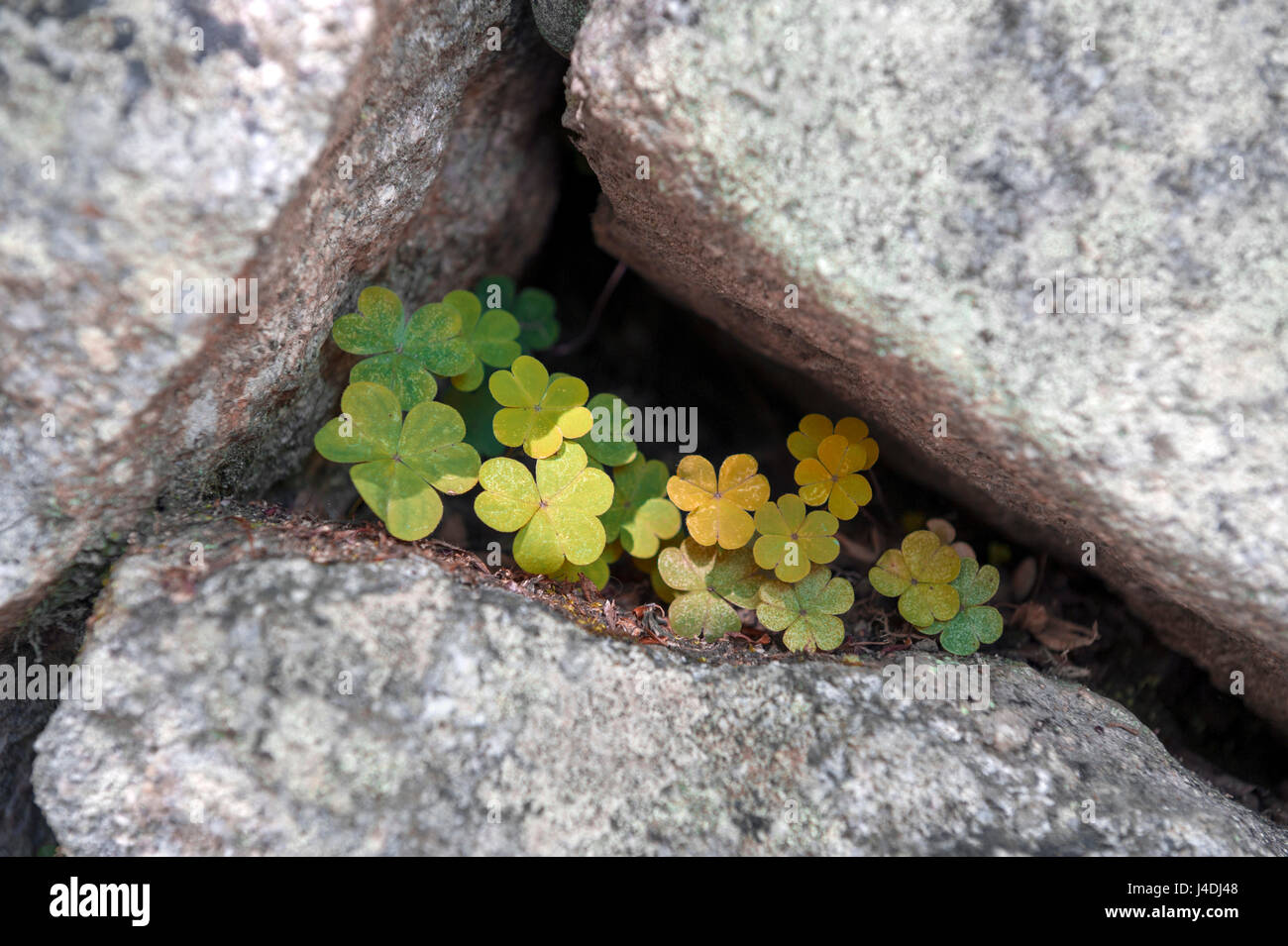 Small plant growing through the gap of stone Stock Photo