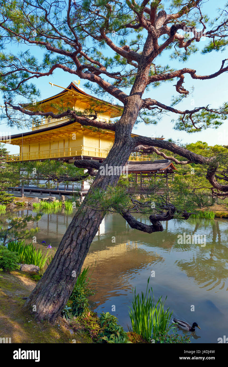 Kingkakuji hi-res stock photography and images - Alamy