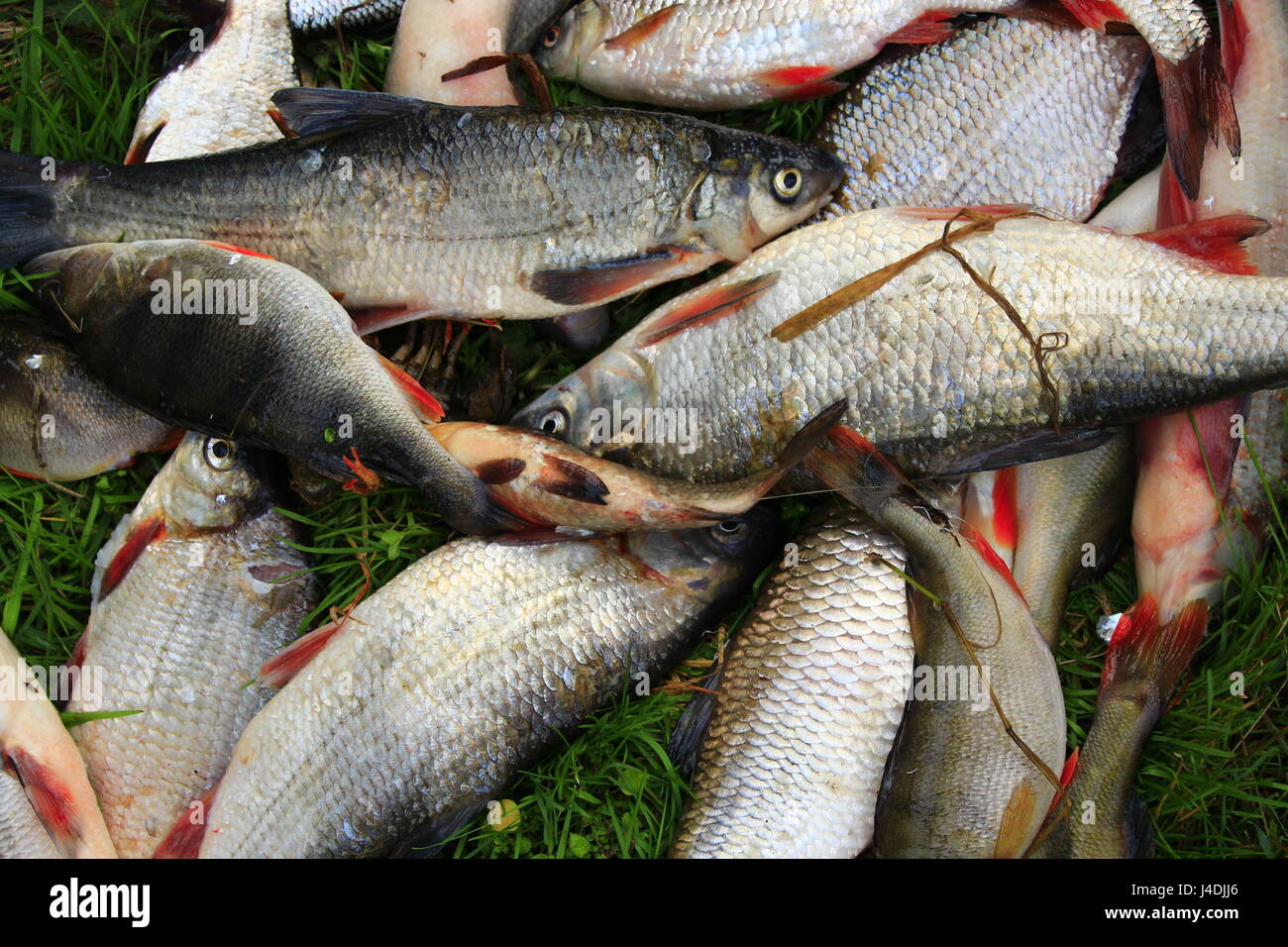 Caught fishes perches common nases breames and crucian on the grass. Rich catch of fishes Stock Photo