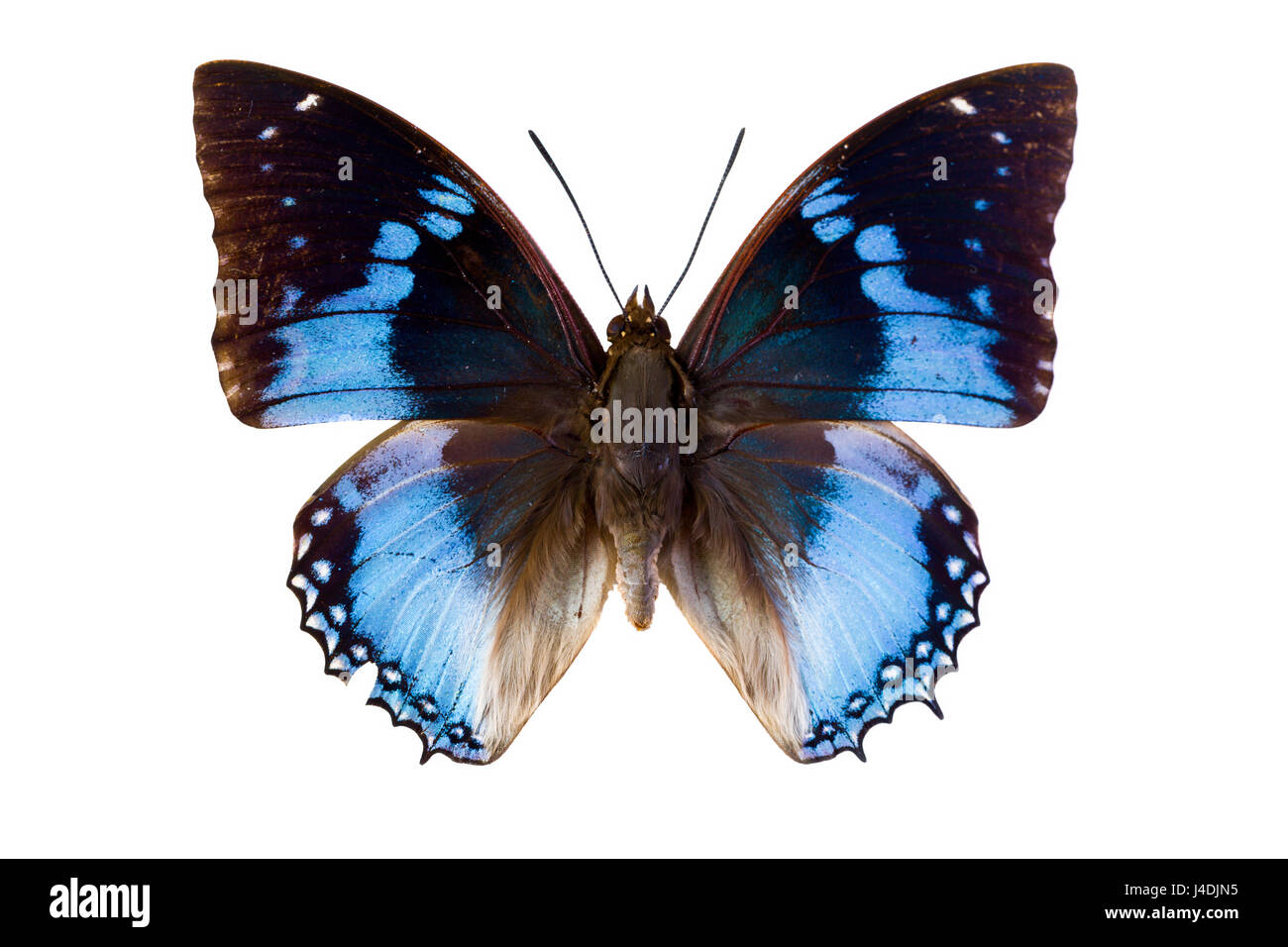 Charaxes Smaragdalis or Western Blue Charaxes in English as found in Maka, Central Republic of Africa Stock Photo