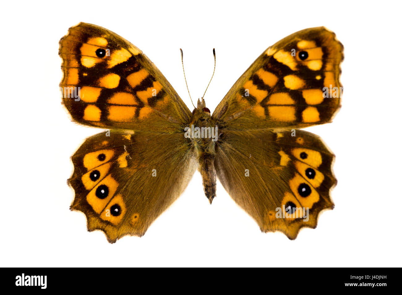 Pararge aegeria aegeria butterfly or Speckled Wood in English, originating from France Stock Photo