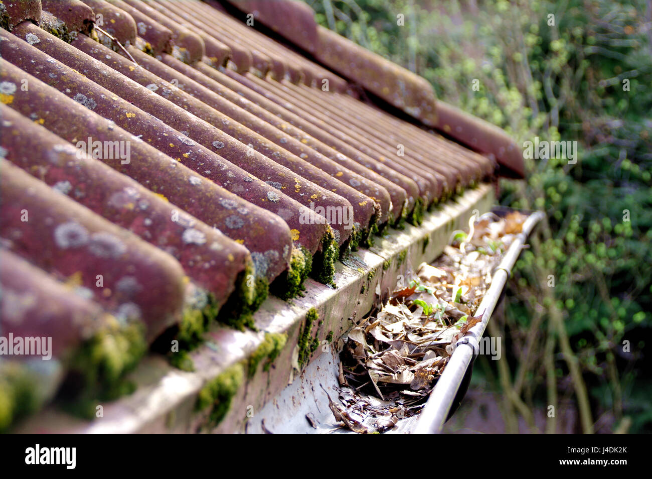 Dirty roof with dense moss and gutter with leaves requiring cleaning Stock Photo