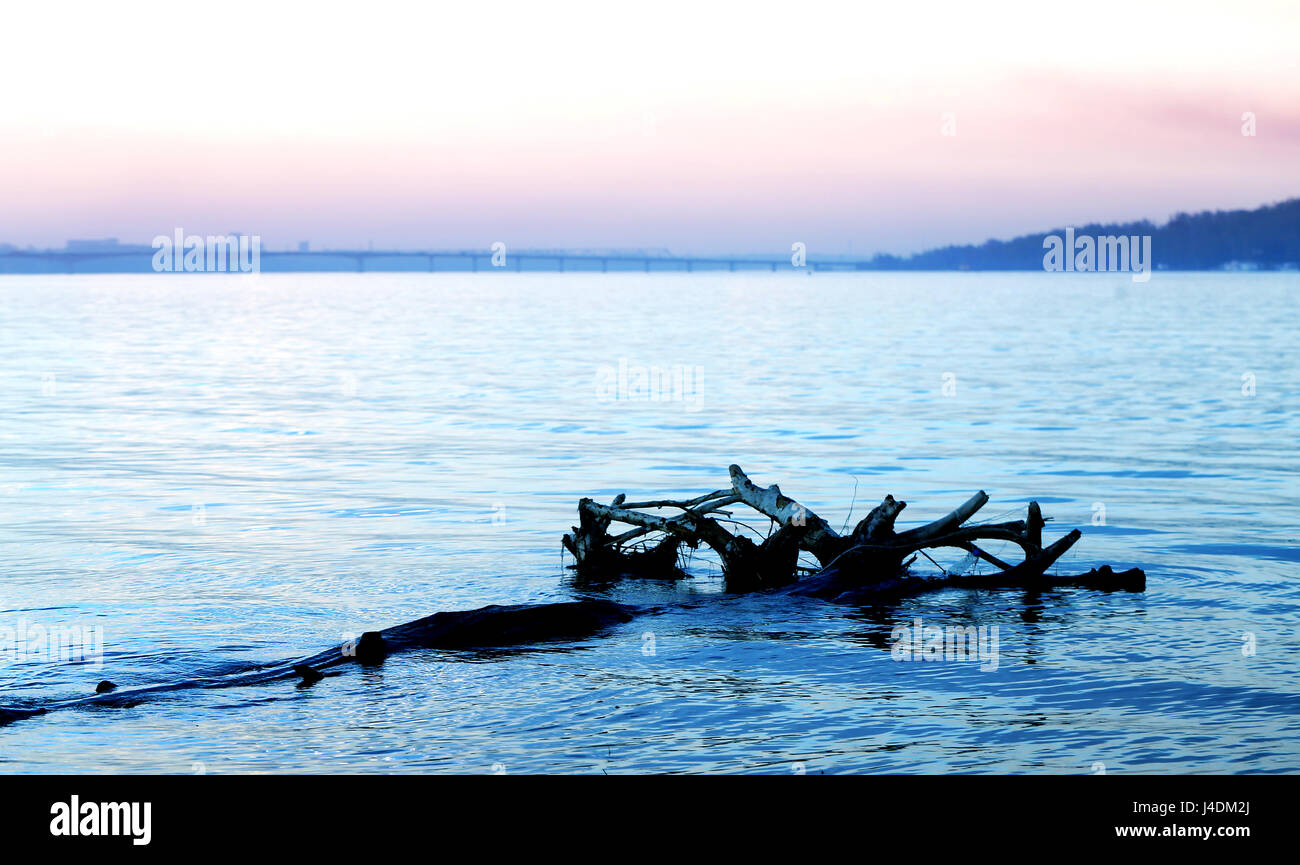 Beautiful river Volga in Russia, with blue water and the tree in the foreground Stock Photo