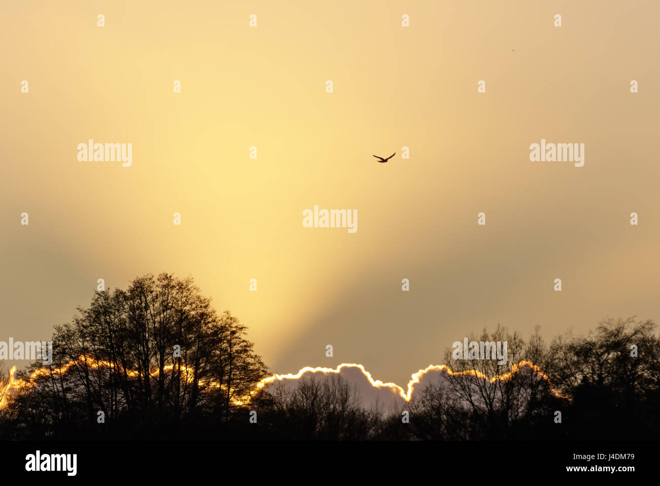 Kestrel (Falco tinnunculus) silhouette hunting hovering over the meadow at sunset Stock Photo
