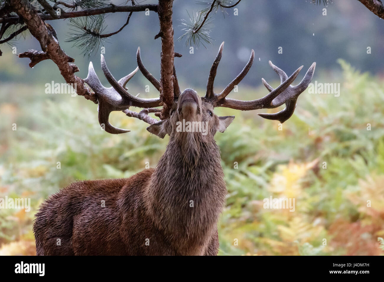 Red Deer rut stag (Cervus elaphus) sharpening up his antlers or possibly marking territory on fir tree branches in the rain Stock Photo