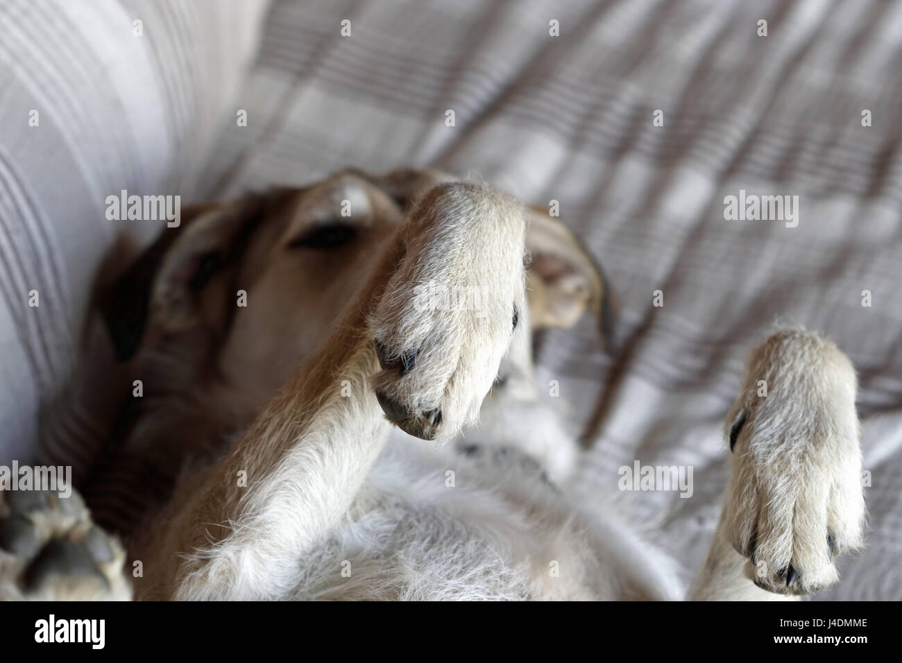 Dog upside down Stock Photo Alamy