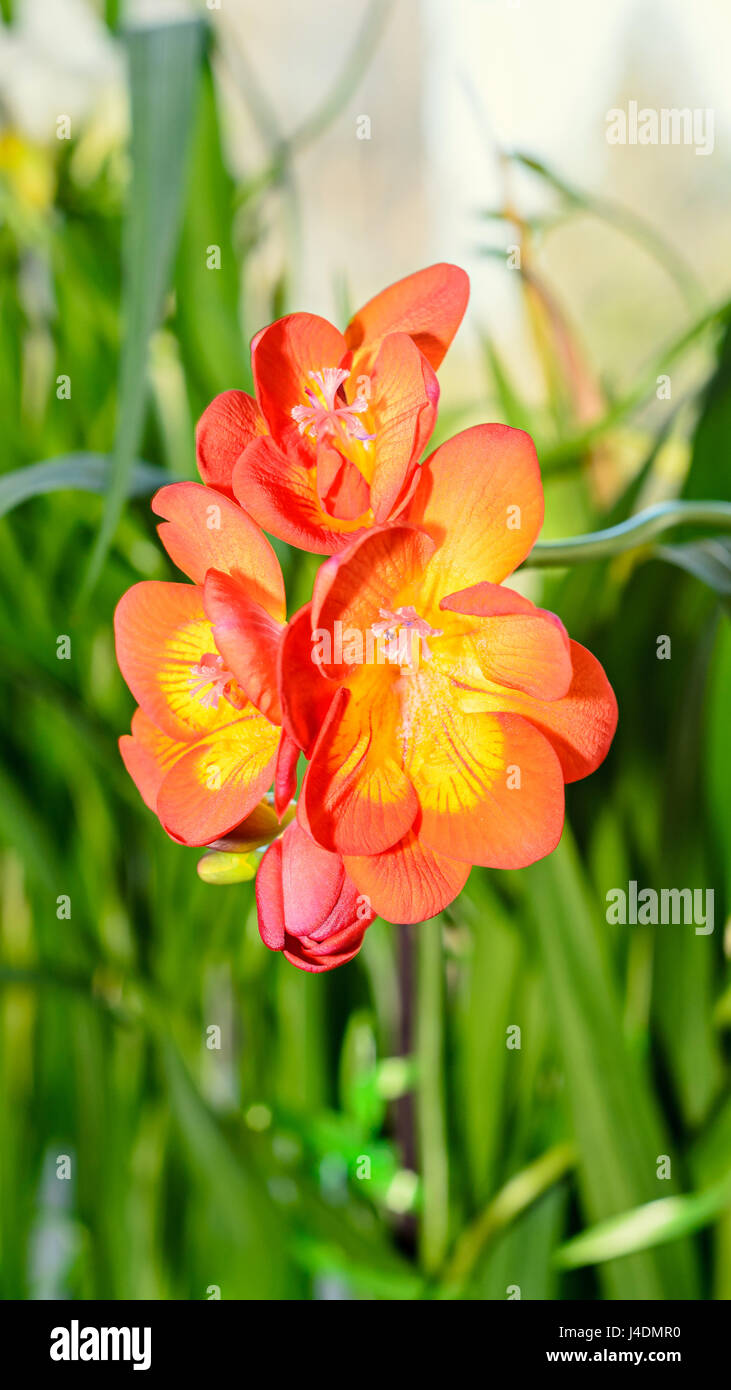 Orange freesia flower, window background, green plant close up Stock