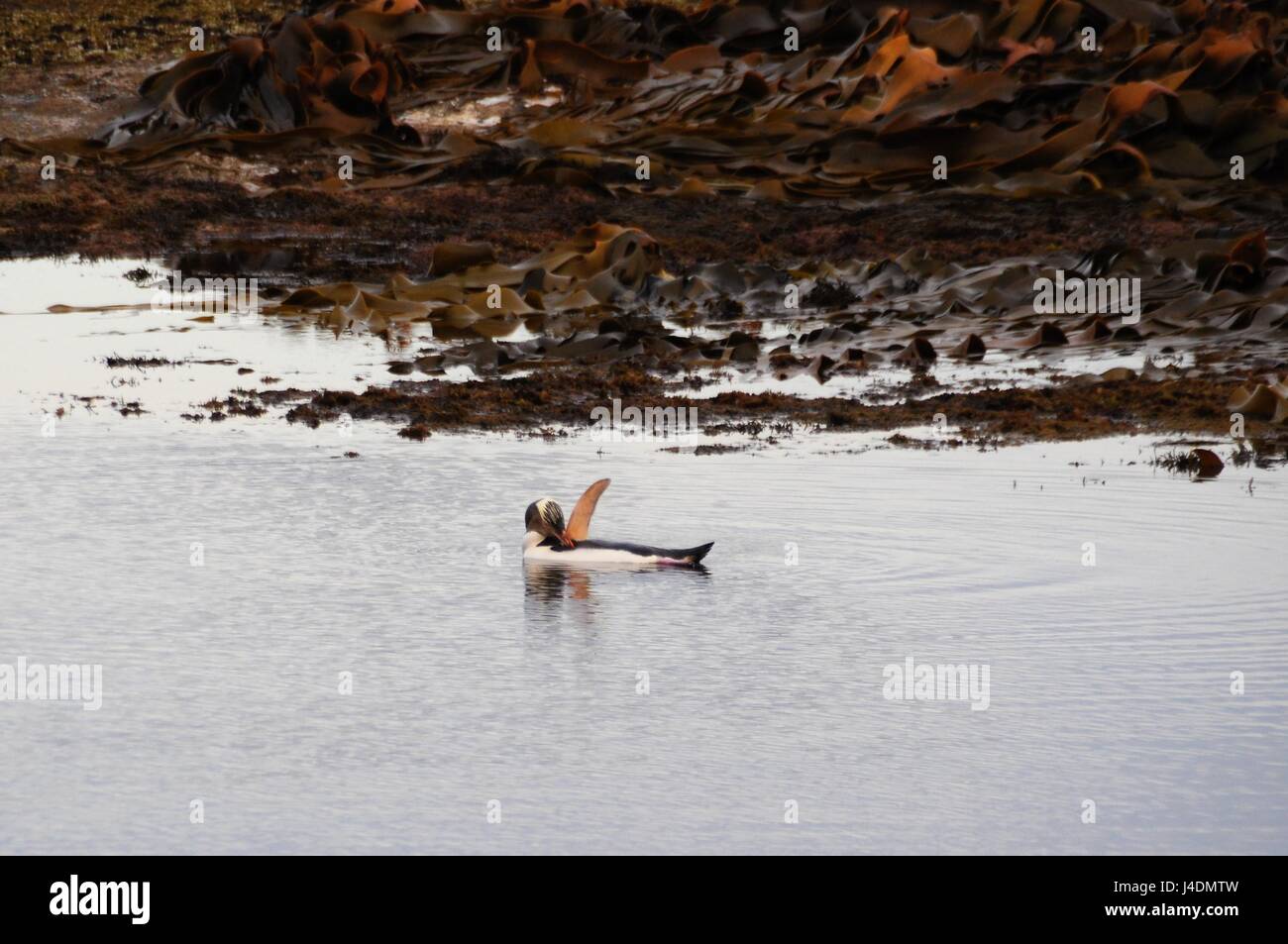 New Zealand Stock Photo