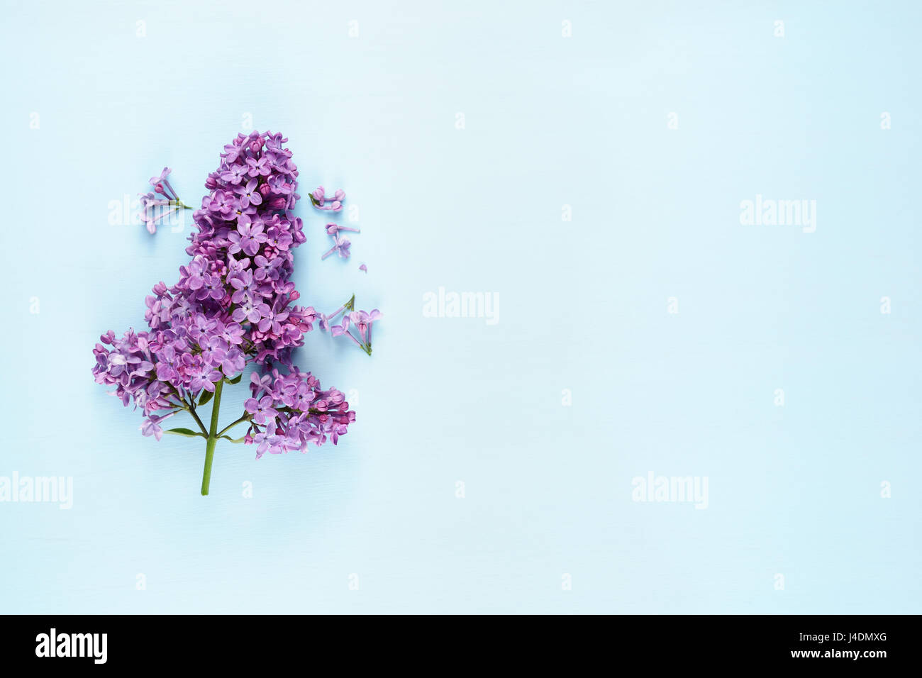 Lilac flowers on blue background Stock Photo - Alamy