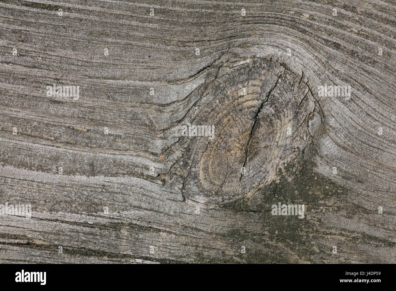 wooden knot Stock Photo