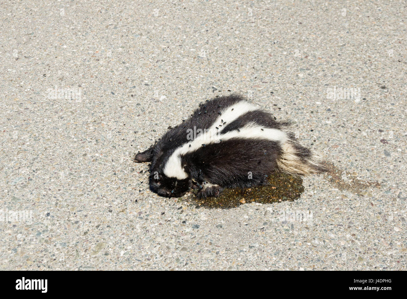 dead roadkill skunk with flies on asphalt pavement Stock Photo