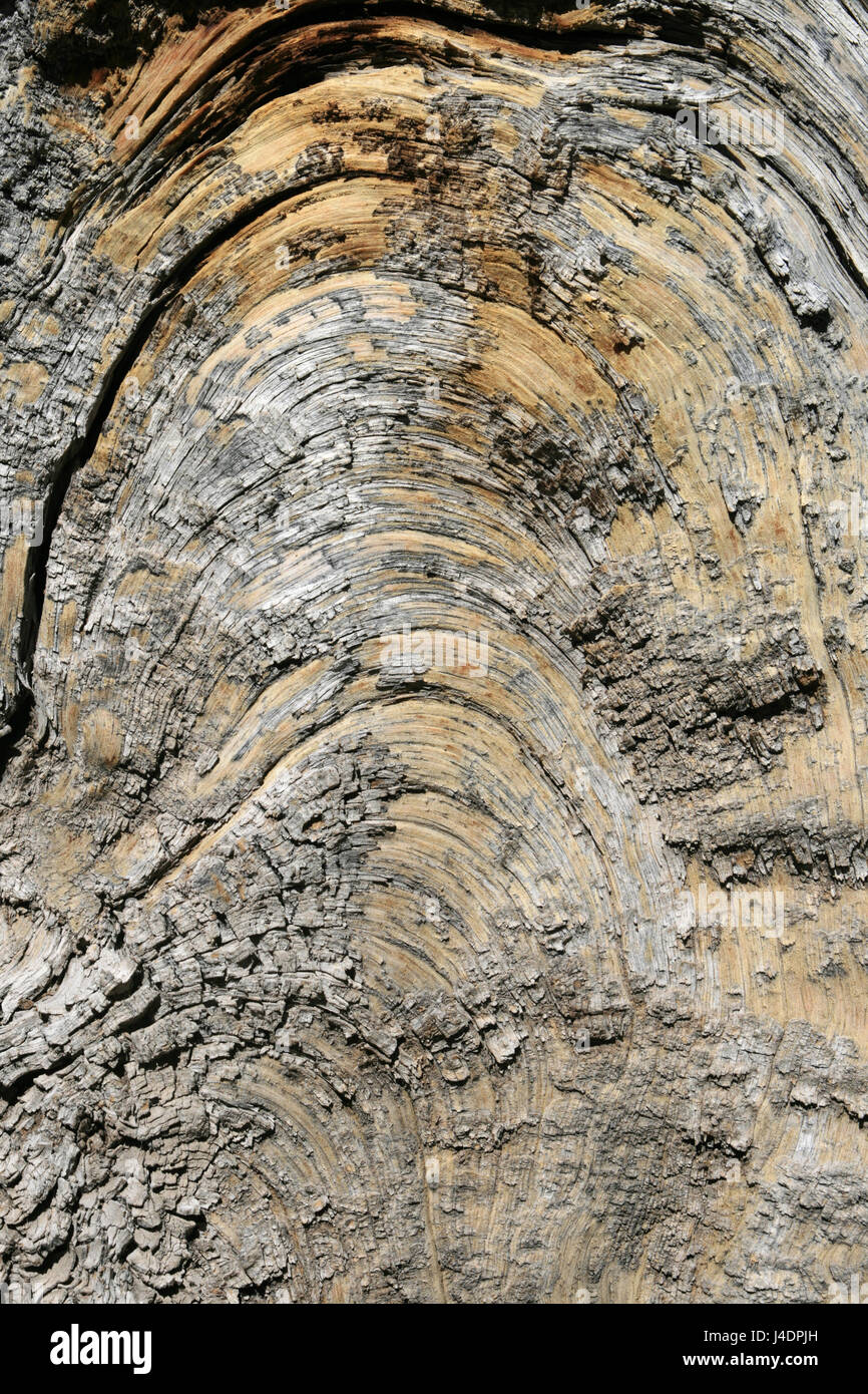 wood grain arch in weathered old pine tree trunk Stock Photo