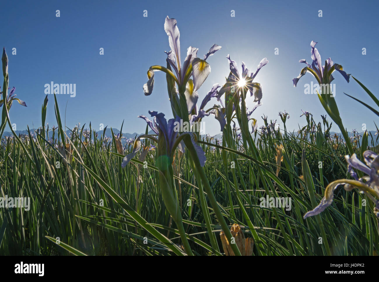 sunflare behind wild iris flower in a meadow Stock Photo