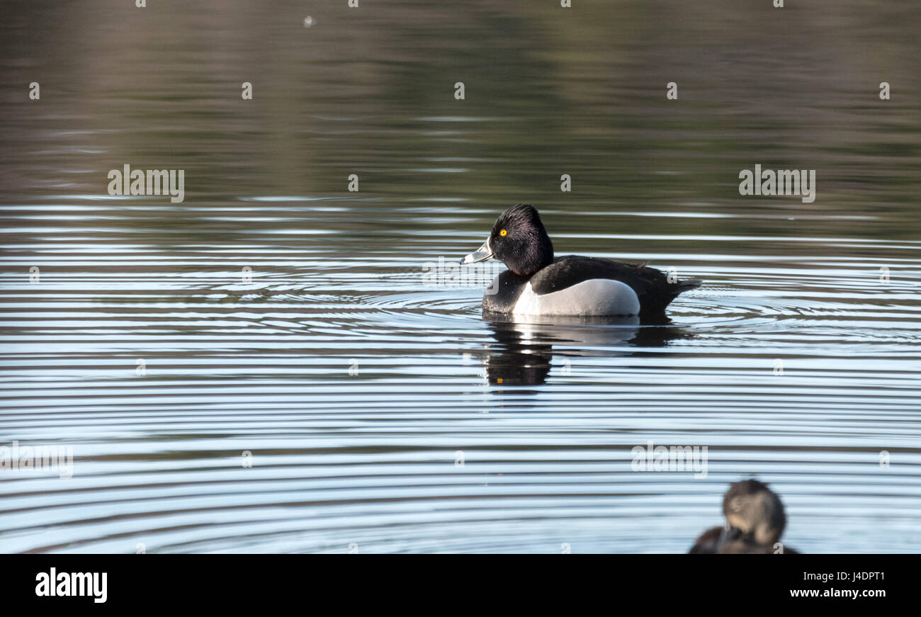 Male (drake) Ring-necked duck (Aythya collaris) in spring.  Black & white duck visits northern lakes and ponds in breeding season. Stock Photo