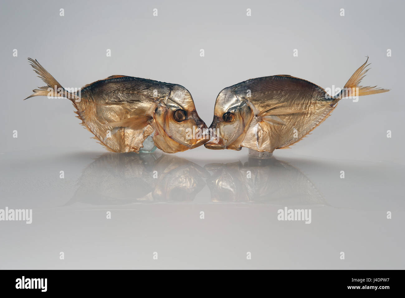 Kiss, photo joke two smoked sea fish kissing in the mouth on a white