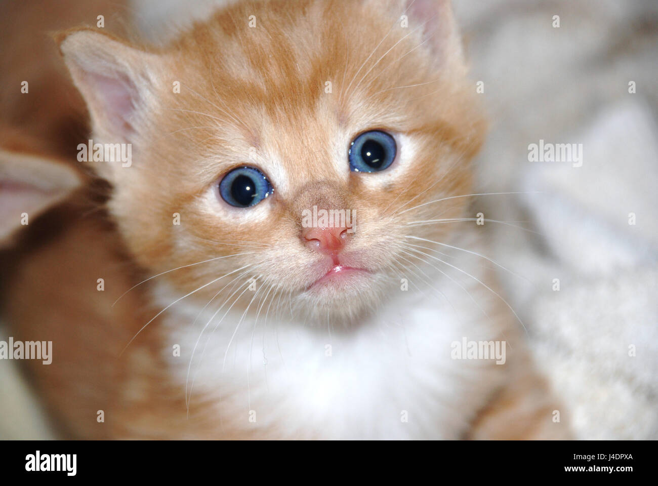 Orange Tabby Kitten Stock Photo