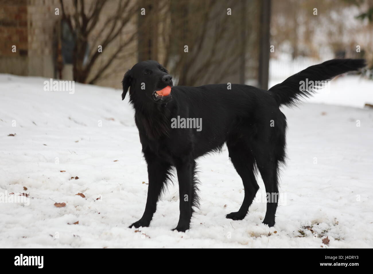 Black FlatCoated Retriever Stock Photo Alamy