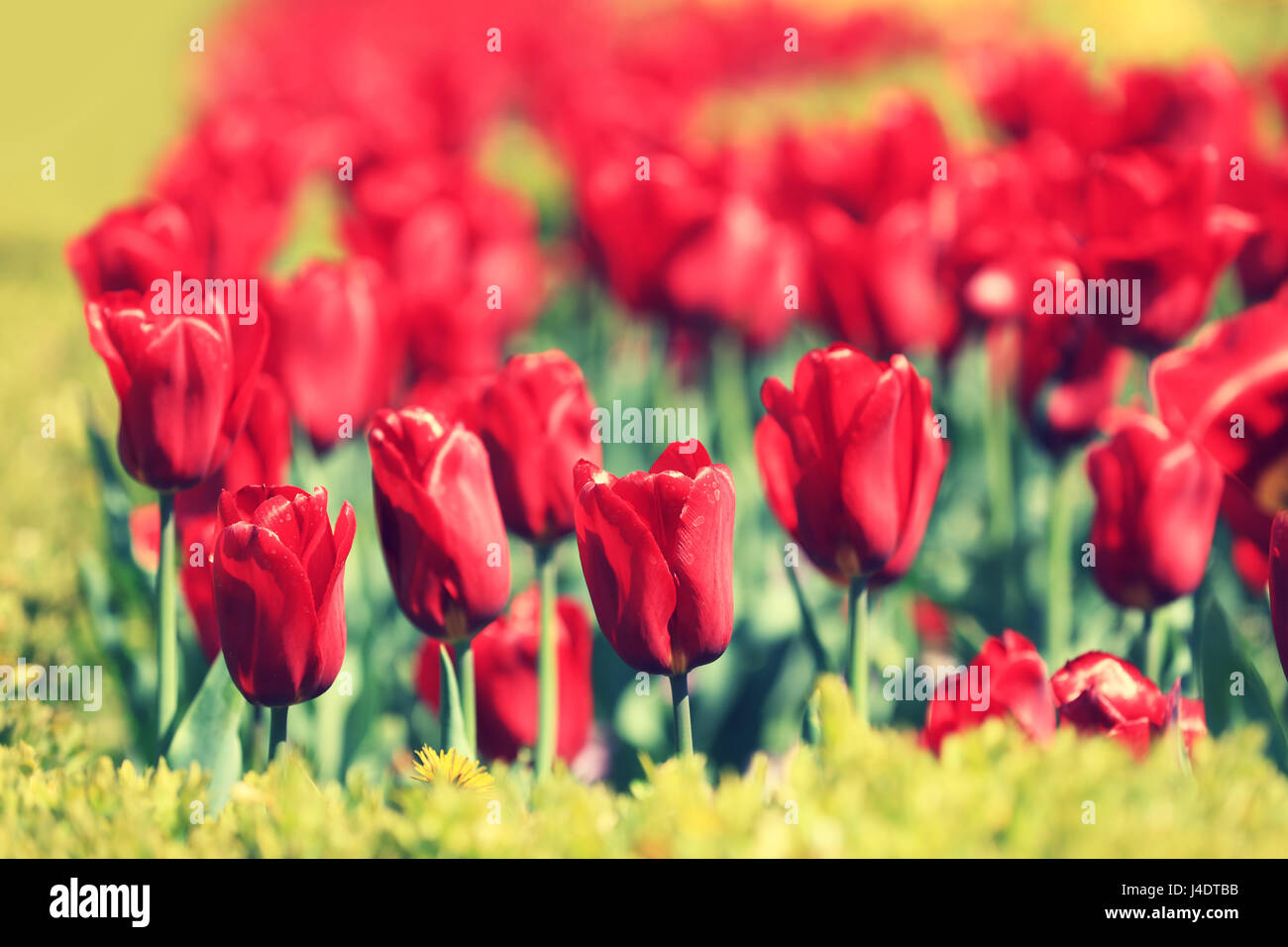 Red tulips blooming in the garden on a sunny day Stock Photo - Alamy