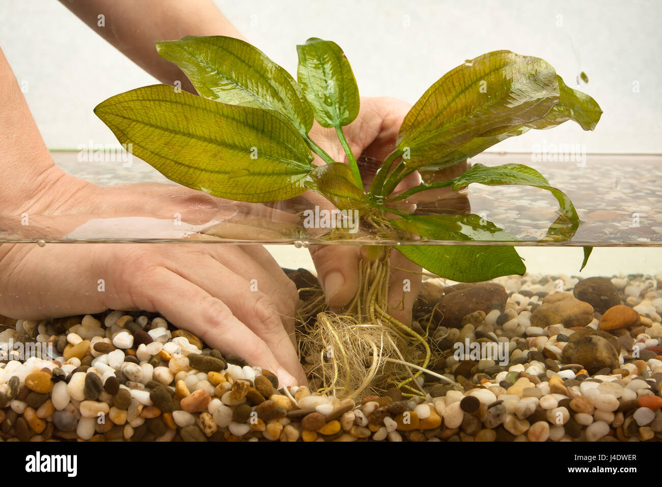 hands planting water plant echinodorus in new aquarium Stock Photo