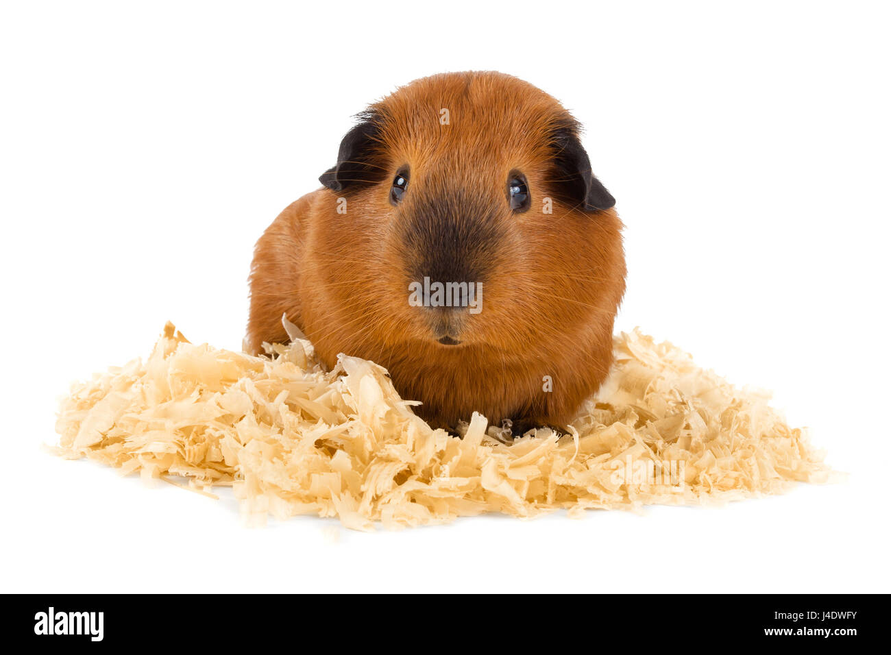 View of guinea pig sitting on sawdust on white background Stock Photo - Alamy