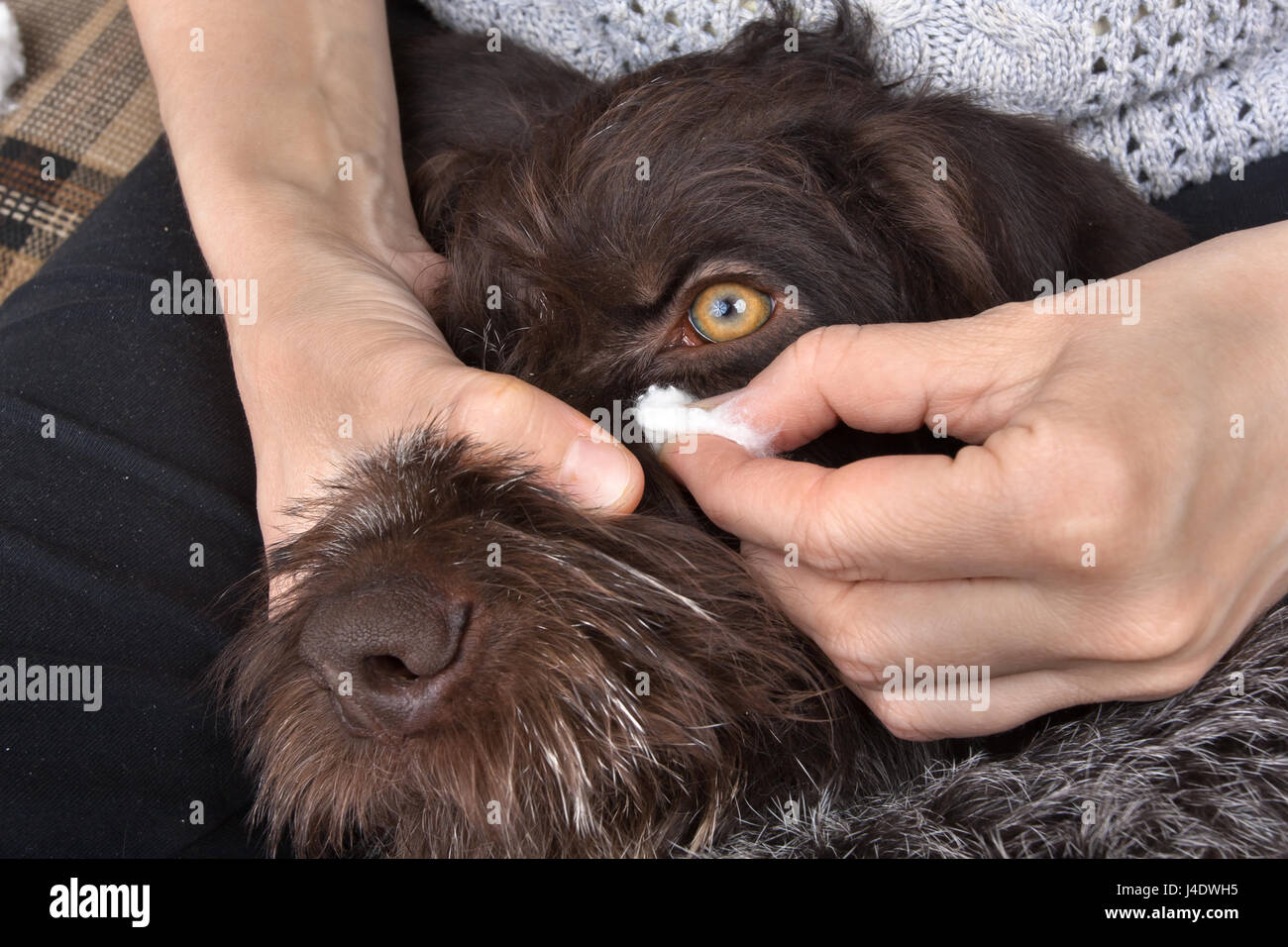 woman hands cleaning eyes of dog, closeup Stock Photo Alamy