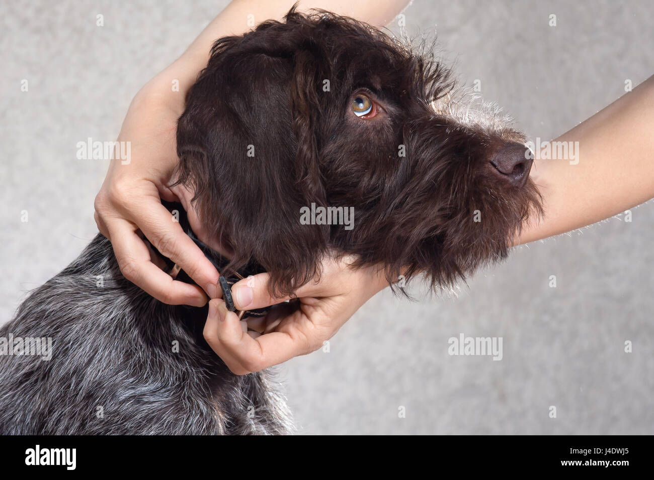 woman hands putting on collar on the dog Stock Photo