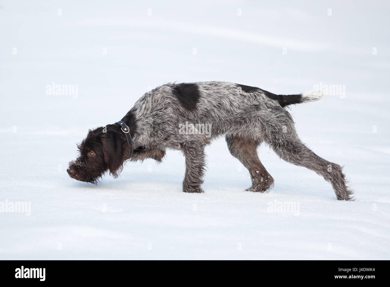hunting dog sniffing a game animal in winter Stock Photo