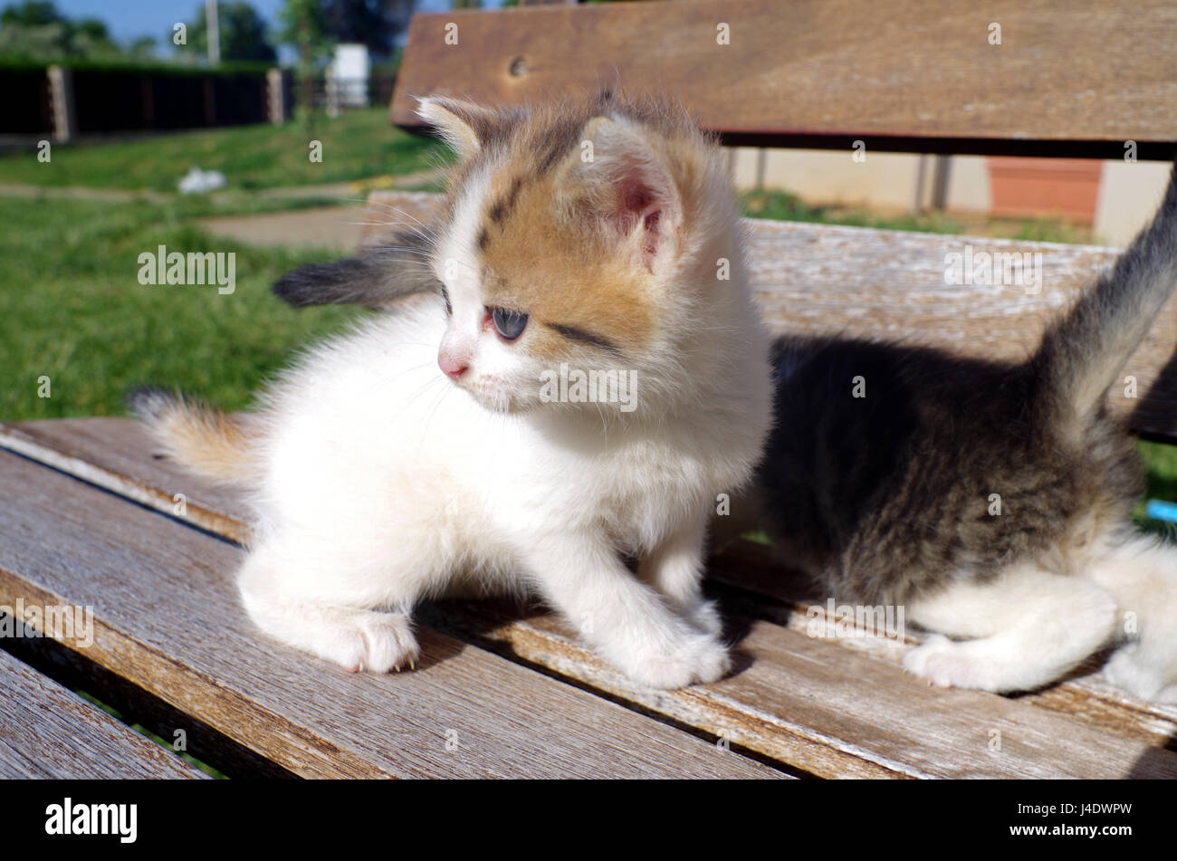 Tabby kittens playing outside hi-res stock photography and images - Alamy