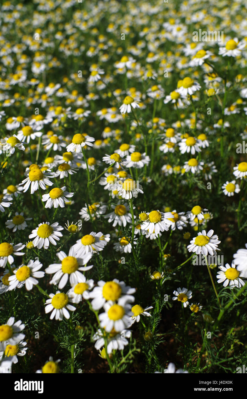 Bloom of chamomile flower in garden Stock Photo Alamy