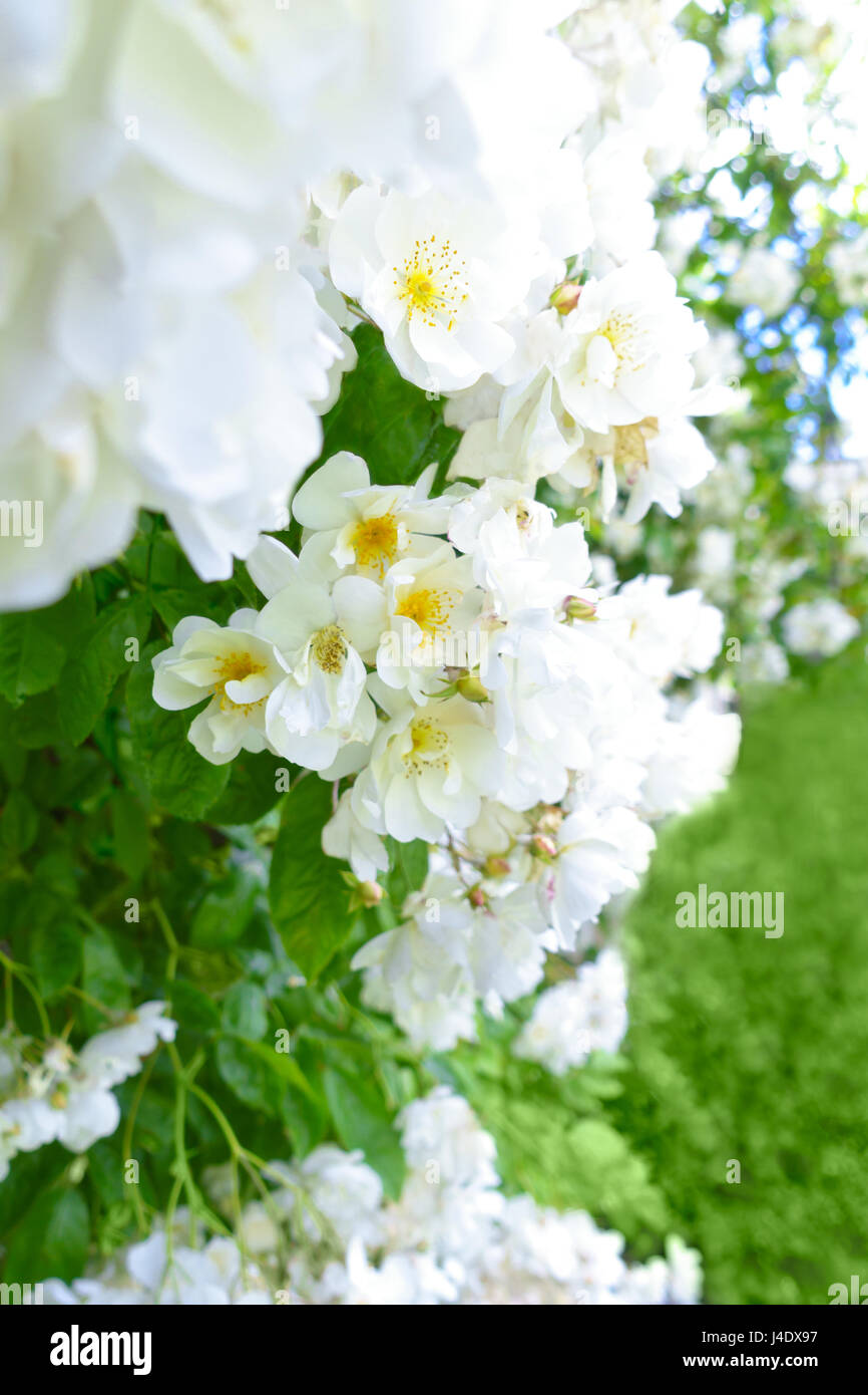Lots of flower heads of a white rambler rose on a sunny summer day, text or copy space, green background Stock Photo