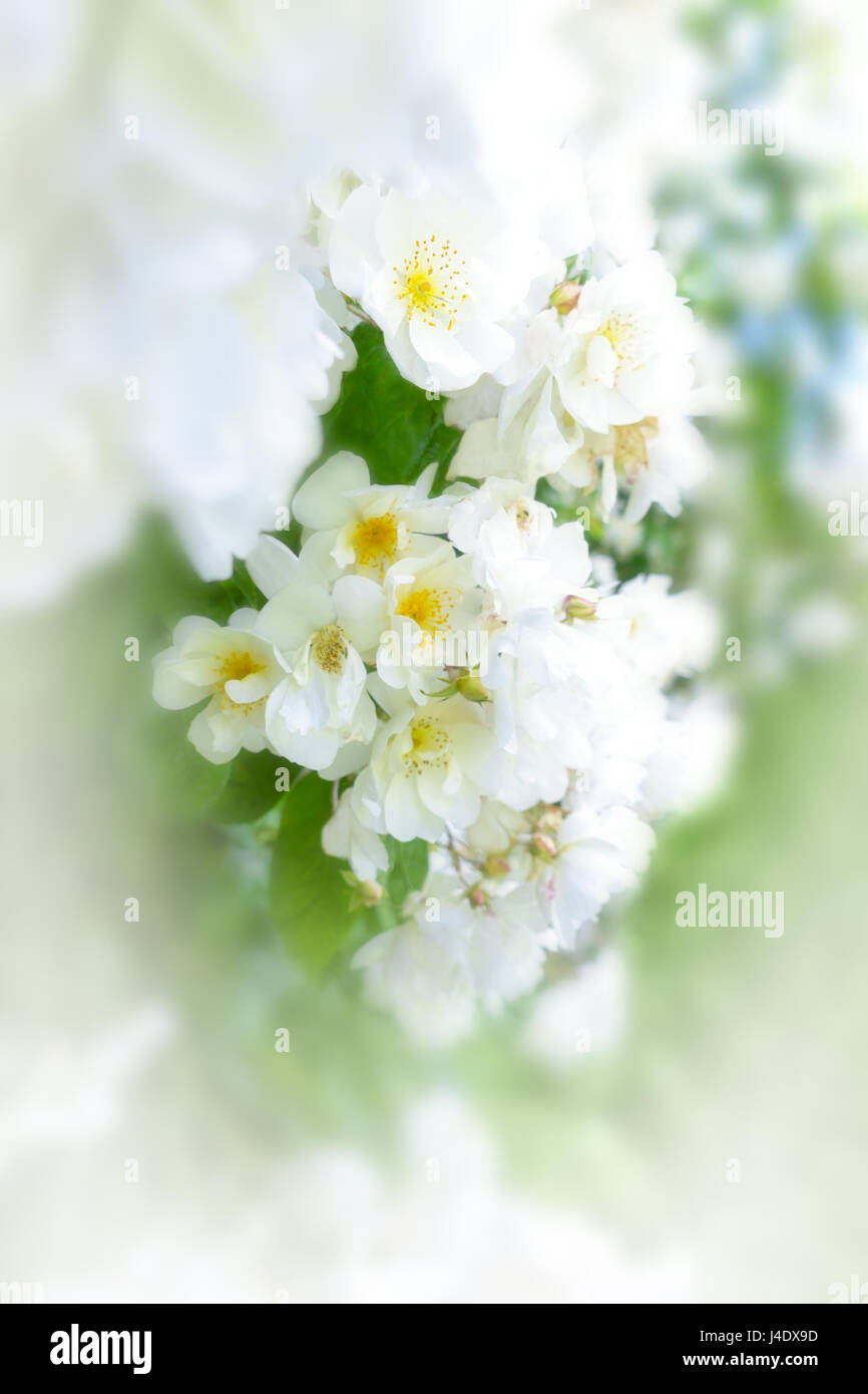 Lots of flower heads of a white rambler rose on a sunny summers day, text or copy space, background template Stock Photo