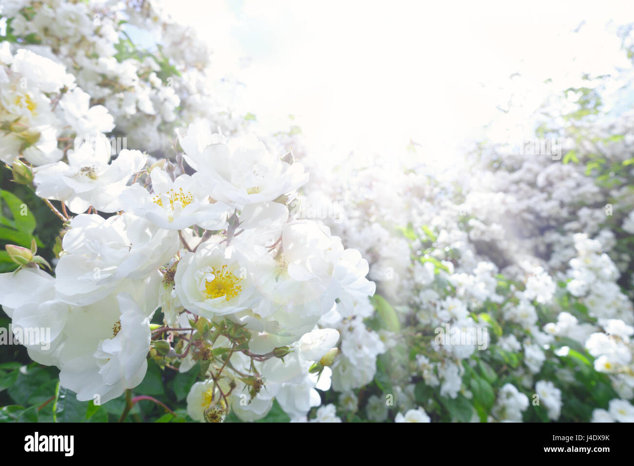 Lots of white flower heads of a rambling rose on a sunny summer day shot against the light, text or copy space, background template Stock Photo