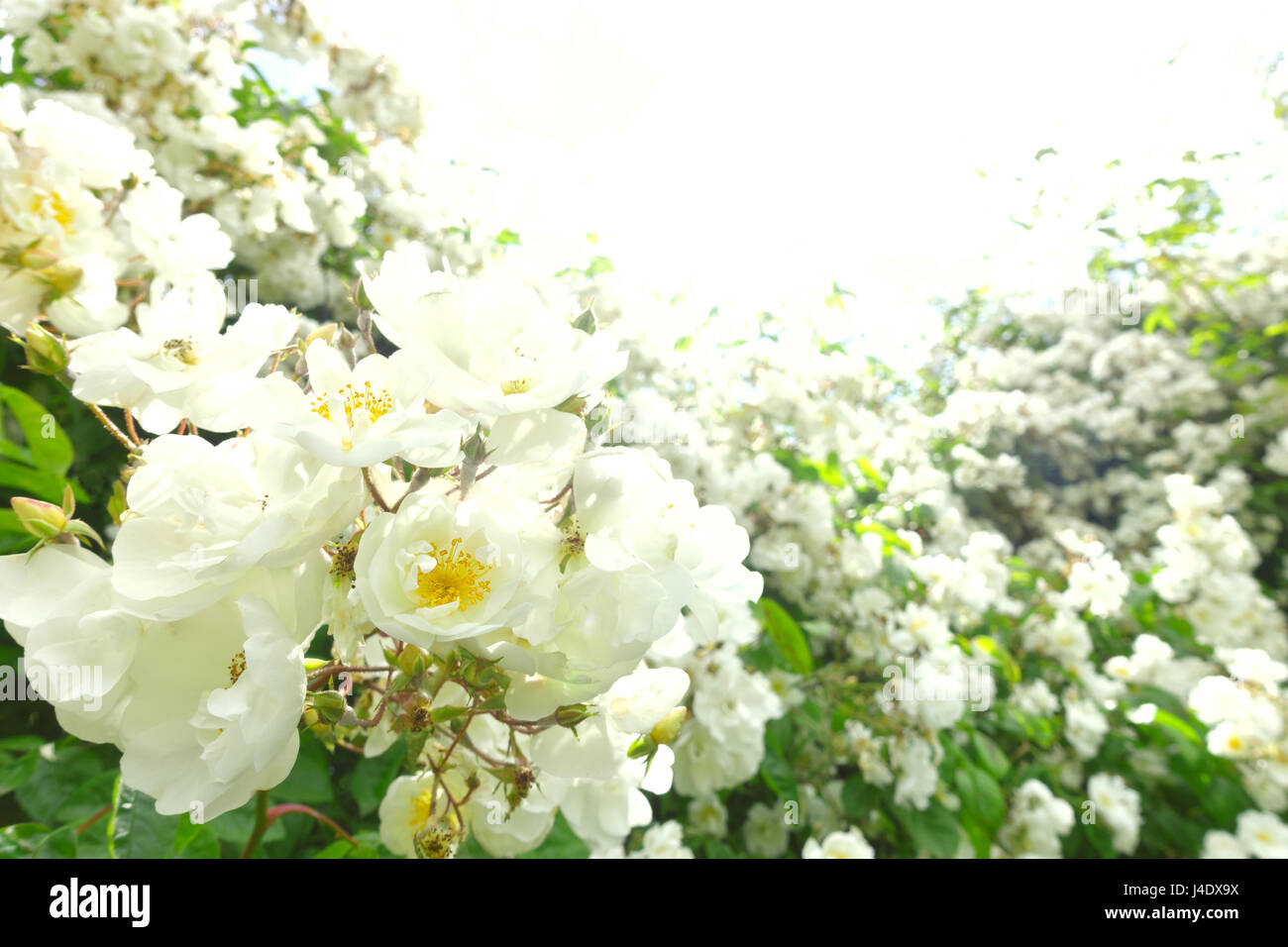 Lots of flower heads of a white rambler rose on a sunny summer day in back light and soft focus, text or copy space, background template Stock Photo
