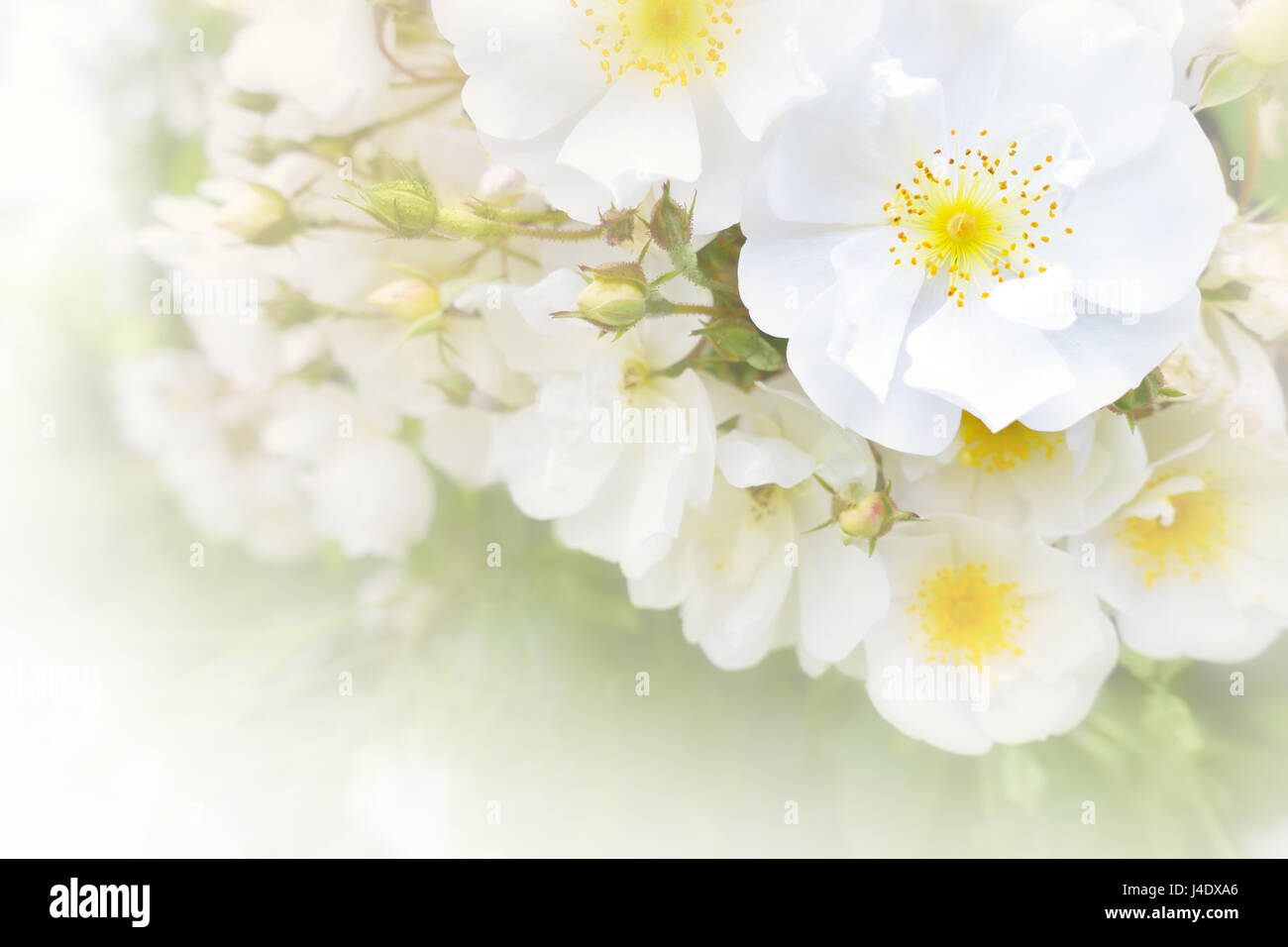 White rose flowers in full bloom on a  summer day in a romantic soft light, lots of text or copy space, background template for wedding or birthday ca Stock Photo