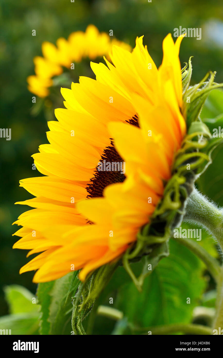 Sunflower in full bloom in the summer sun, side view, bright and warm