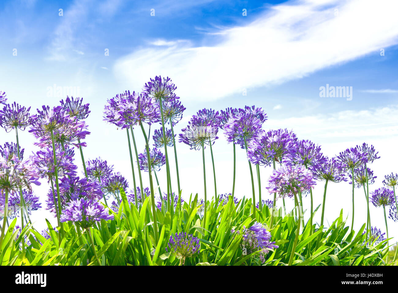 Purple-blue agapanthus flowers in full bloom on a sunny day against blue  sky, bright colors, copy or text space, summer gardening background concept  Stock Photo - Alamy