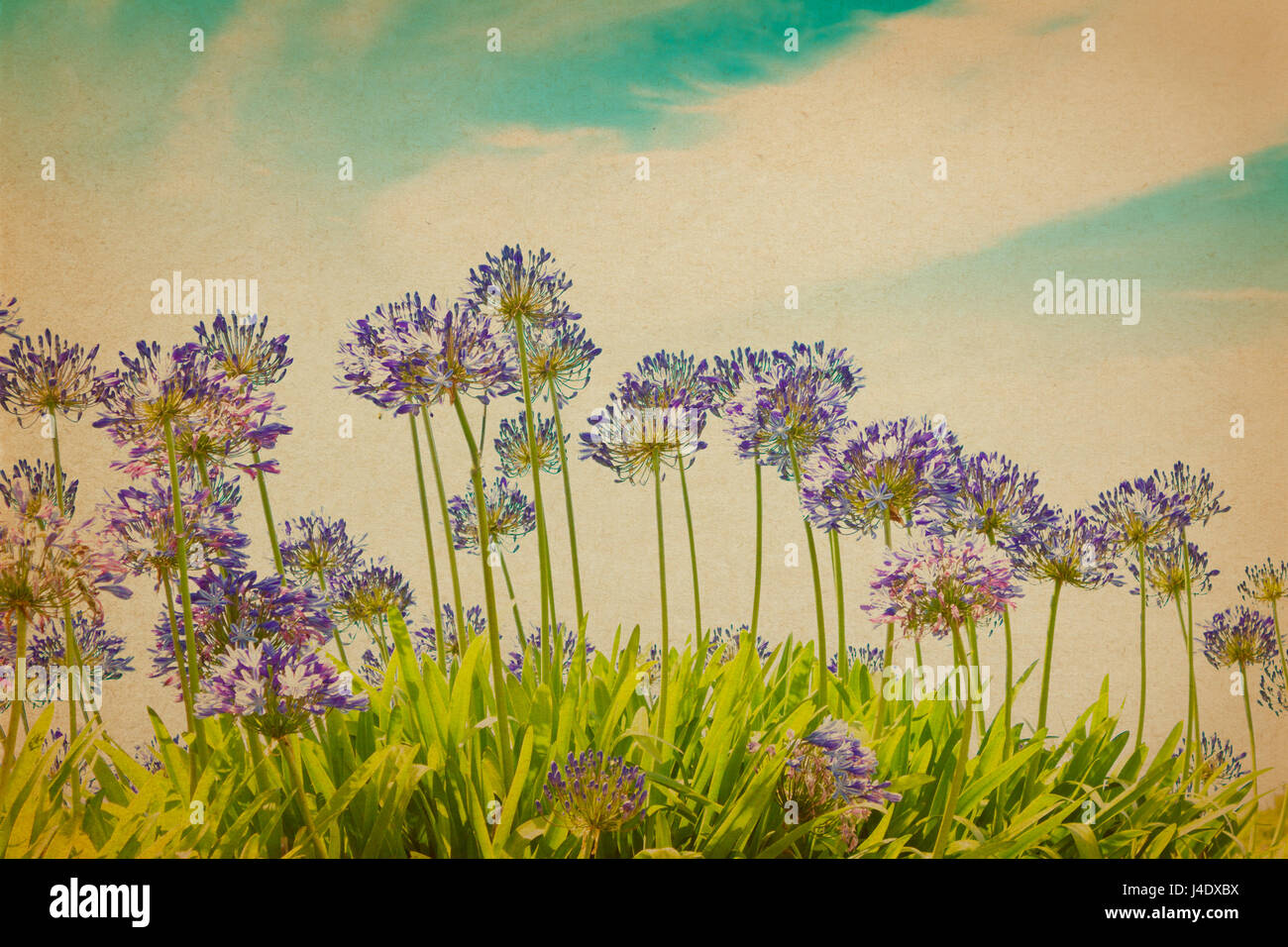 Purple agapanthus flowers in full bloom on a sunny day against blue sky, vintage or retro filter effect, copy, text space, nostalgic summer background Stock Photo