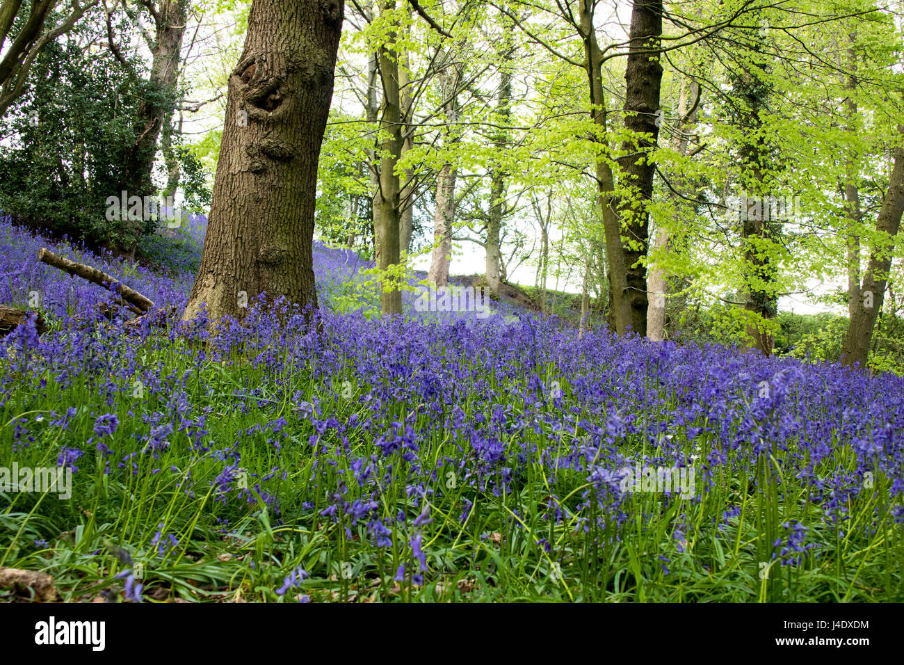 Bluebells in flower in English wood Stock Photo - Alamy