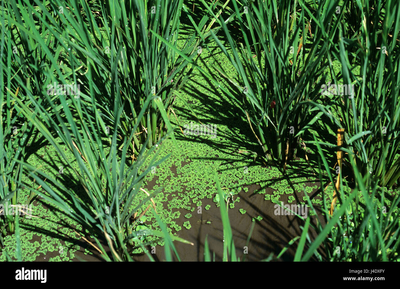 Azolla water fern (Azolla pinnata) in a paddy rice crop Stock Photo