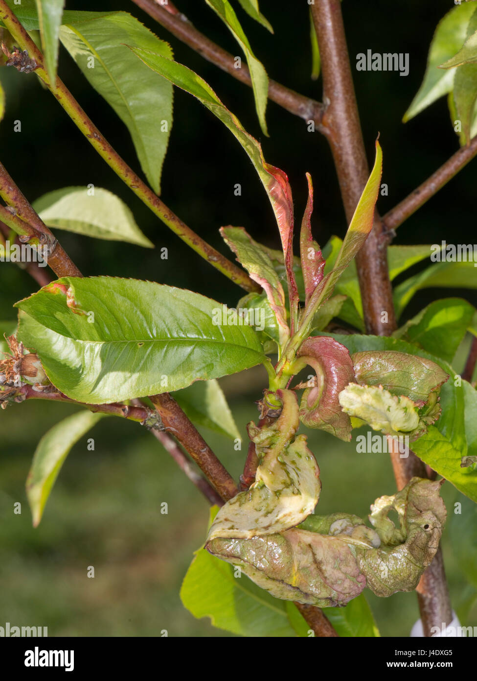 Peach leaf curl, Taphrina deformans, deformed leaves on a small nectarine tree 'Lord Napier' caused by a fungus Stock Photo