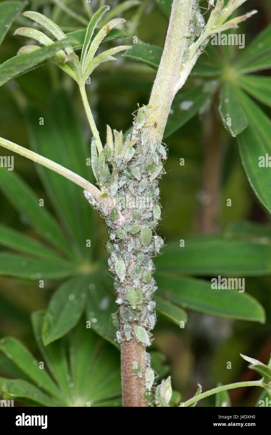 Lupin aphids, Macrosiphum albifrons, infestation on stem and apical shoots of a young tree lupin, Lupinus arboreus, a serious plant sucking pest in sp Stock Photo