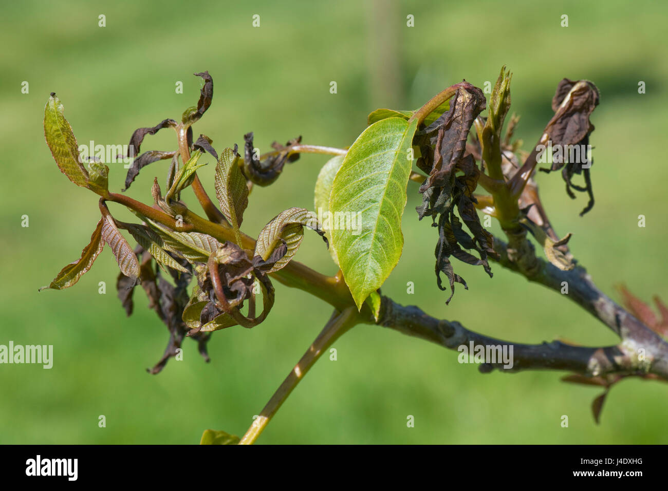 Necrotic, burnt, frost damage to young developing walnut leaves in late spring, Berkshire, May Stock Photo