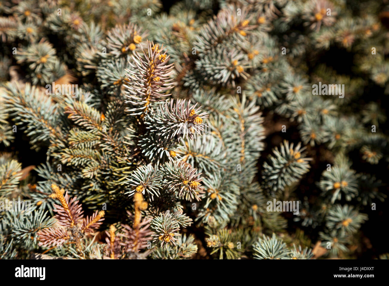 Fir tree branches in the daylight blurry background. Conifer tree needles in the forest close-up. Blue spruce texture  in shallow focus backdrop Stock Photo