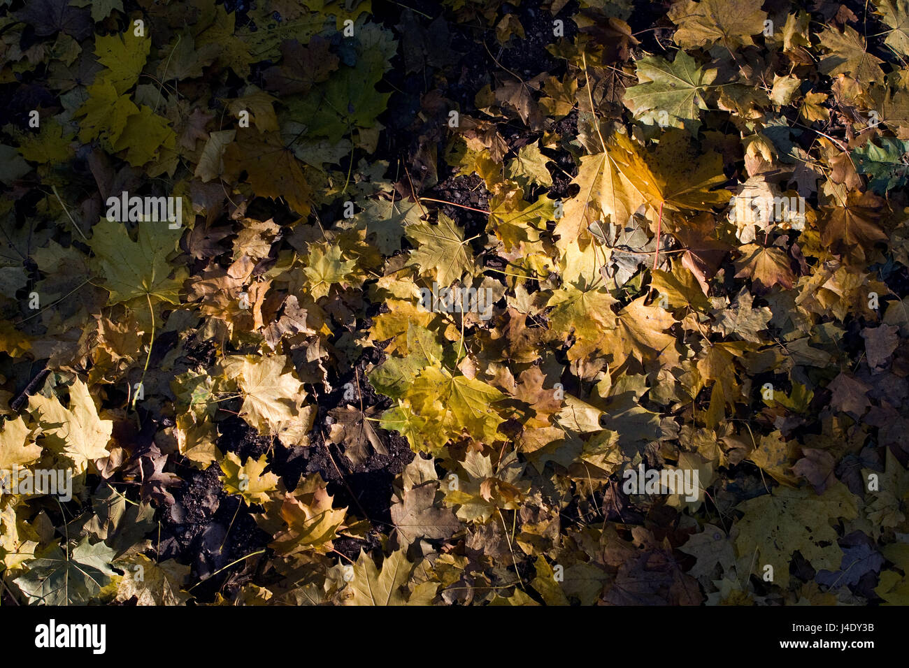 Abstract of fallen leaves hi-res stock photography and images - Alamy